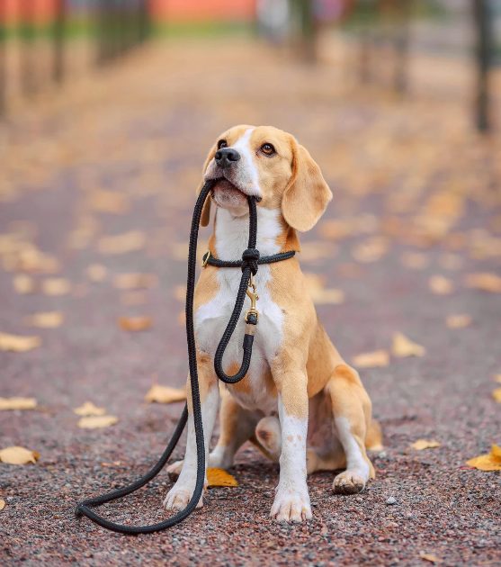 A beagle sitting on a leaf-covered path holding its lead in its mouth