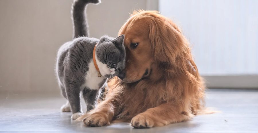 A grey cat and a golden retriever nuzzling each other
