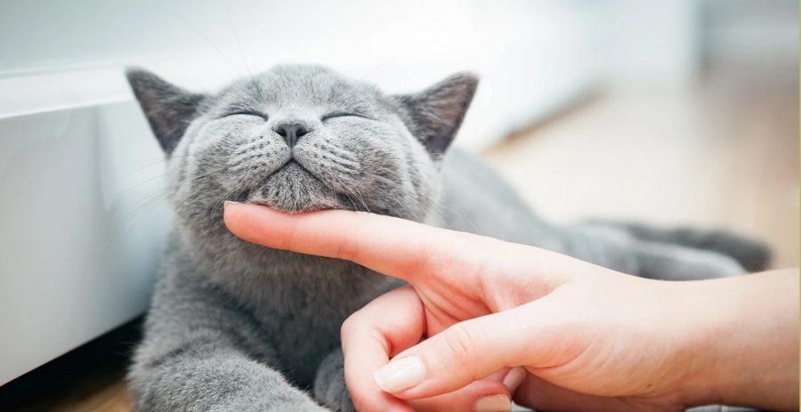 A grey cat enjoying a chin scratch