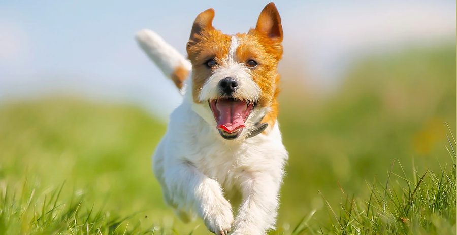 A happy Jack Russell running through the grass